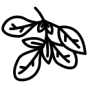 آویشن کوهی